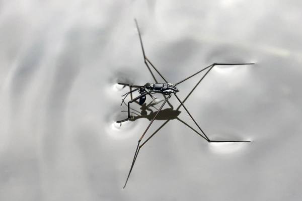 Photograph Deddy Darmawan  Water Strider on One Eyeland